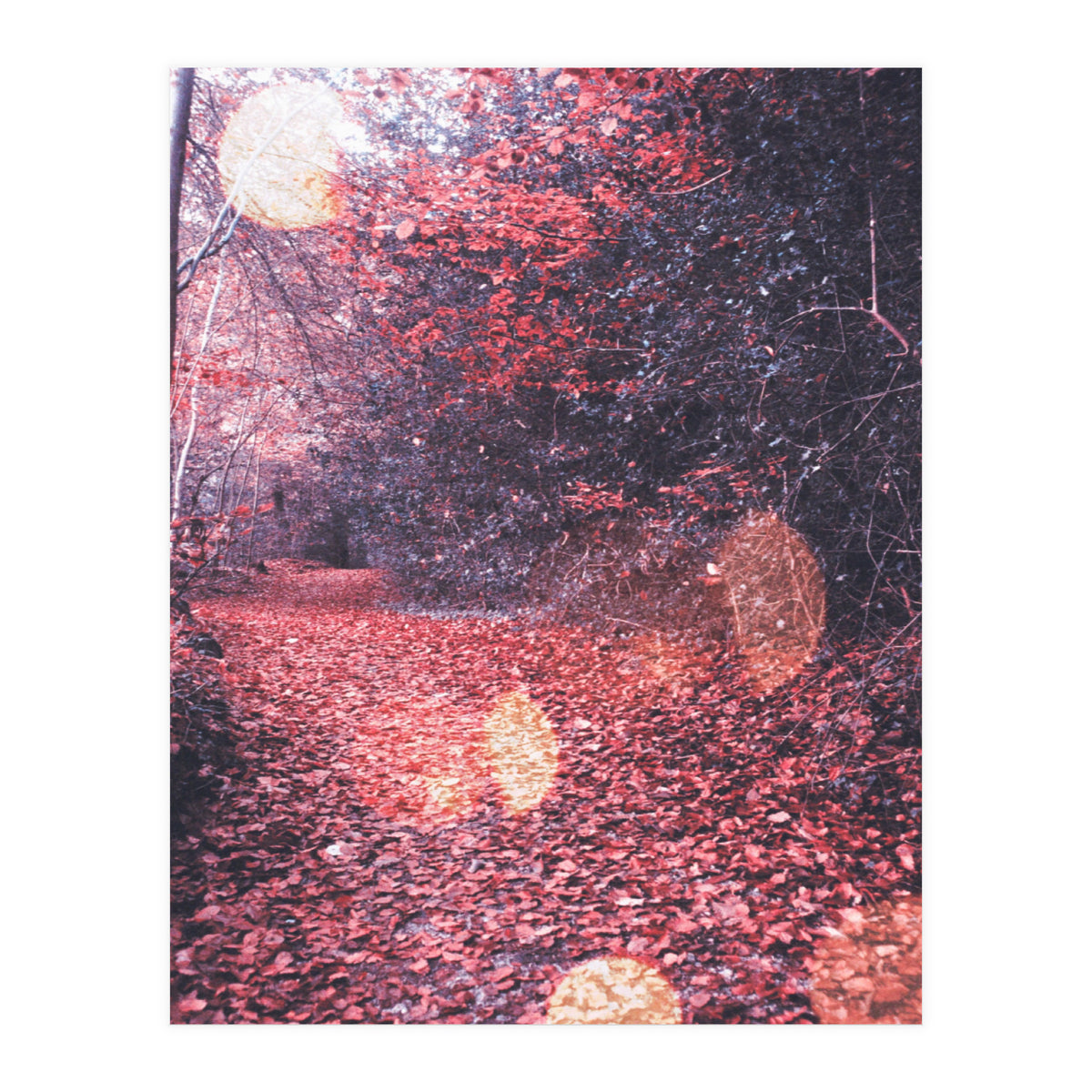 Autumn Flares (Print Only)