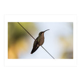Colibri from Haïti (Print Only) thumbnail