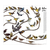 Warblers of New England (Print Only) thumbnail