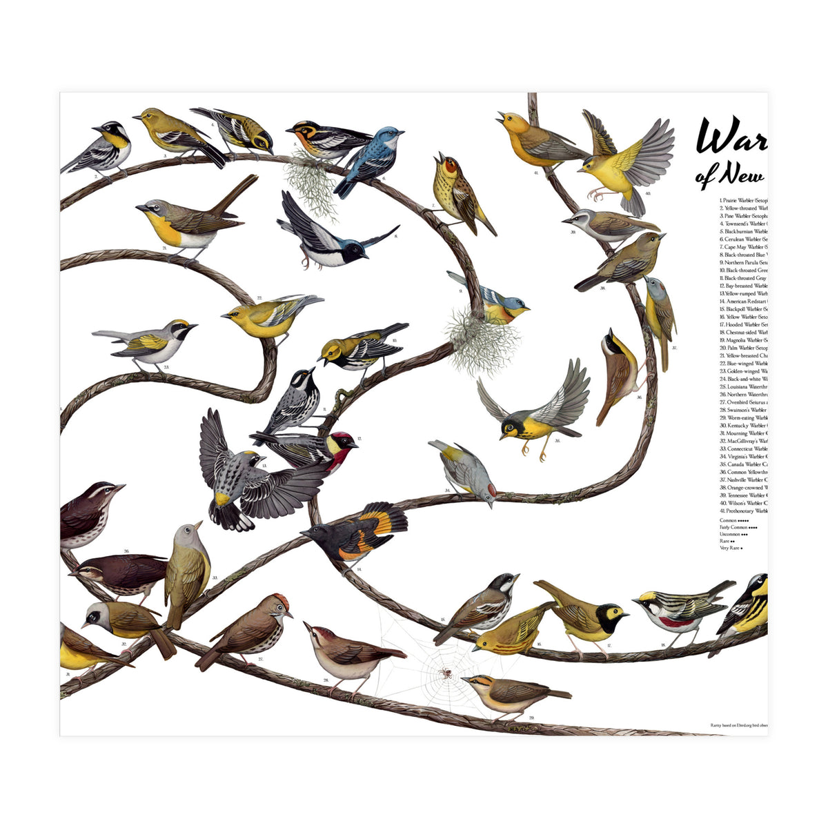 Warblers of New England (Print Only)