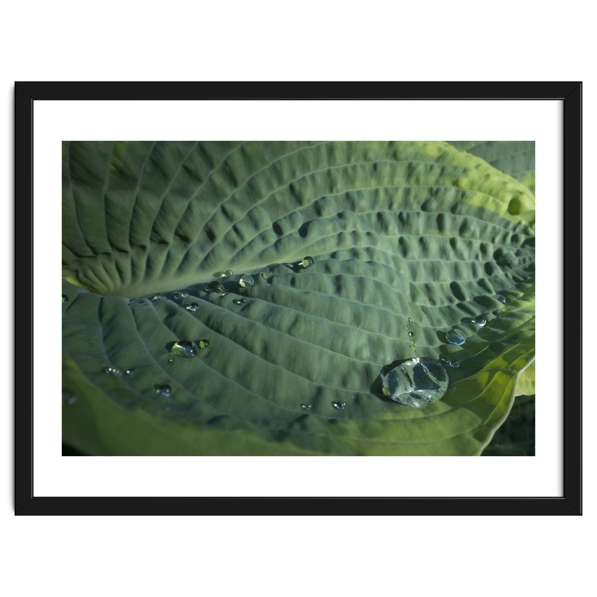 Hosta With Raindrops