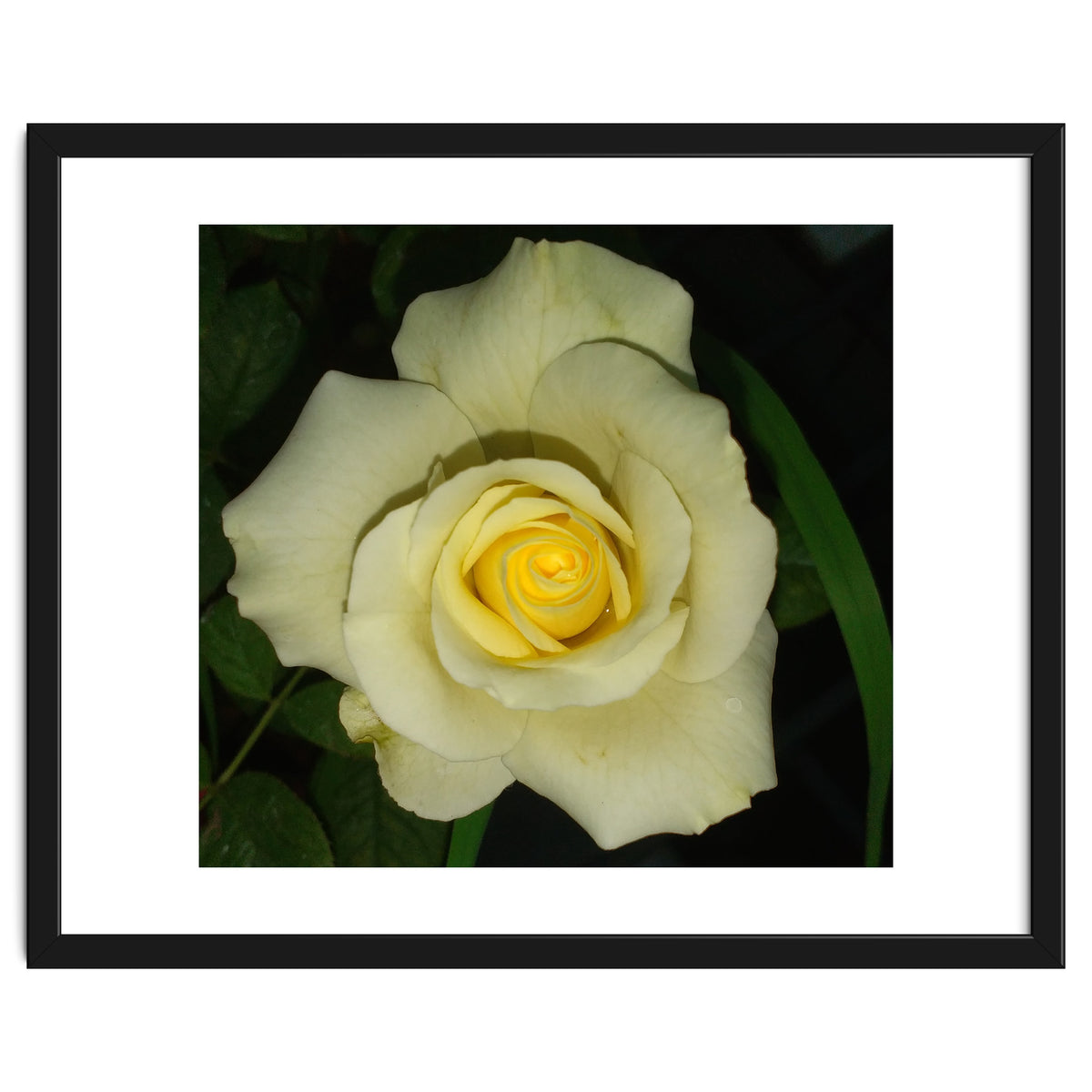 Blooming White Rose