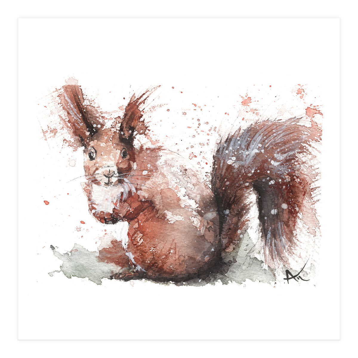 Squirrel - Wildlife Collection (Print Only)
