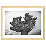 Cut down tree top thumbnail