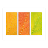 Autumn Leaves (Print Only) thumbnail