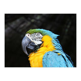 Parrot (Print Only) thumbnail