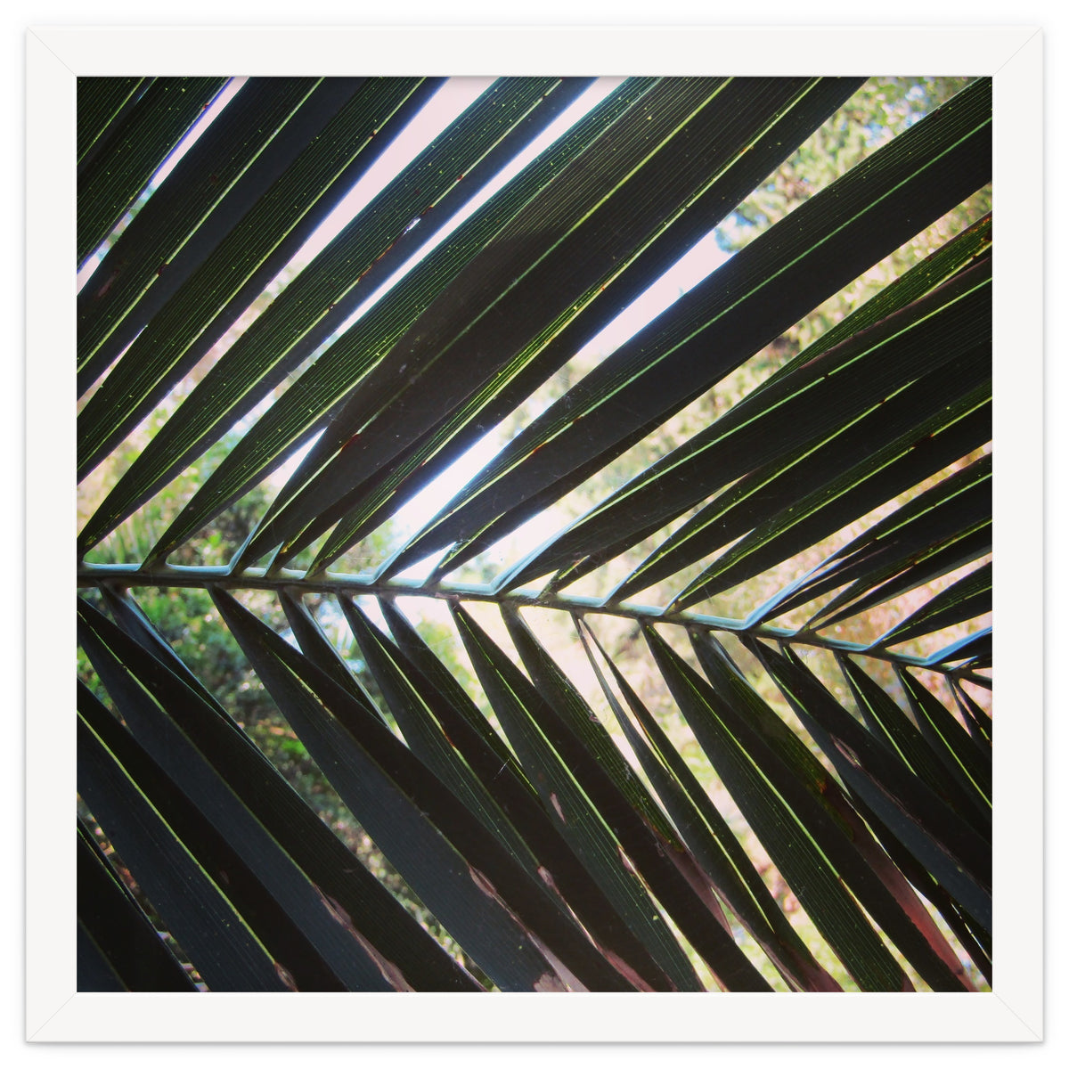 Palm leaf