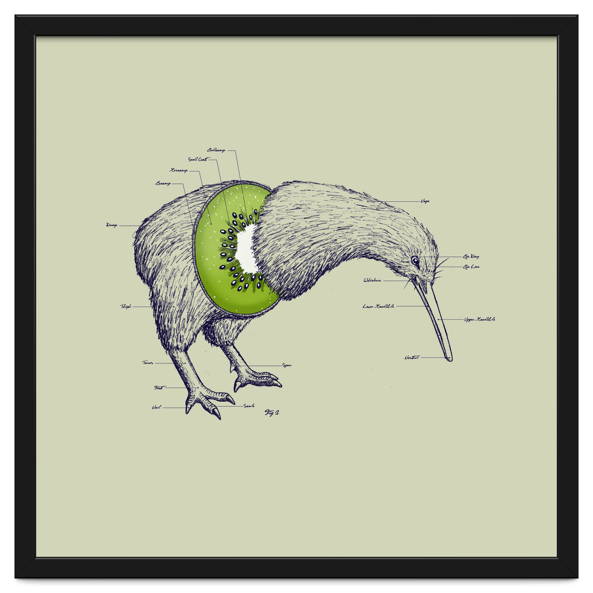 Kiwi Anatomy