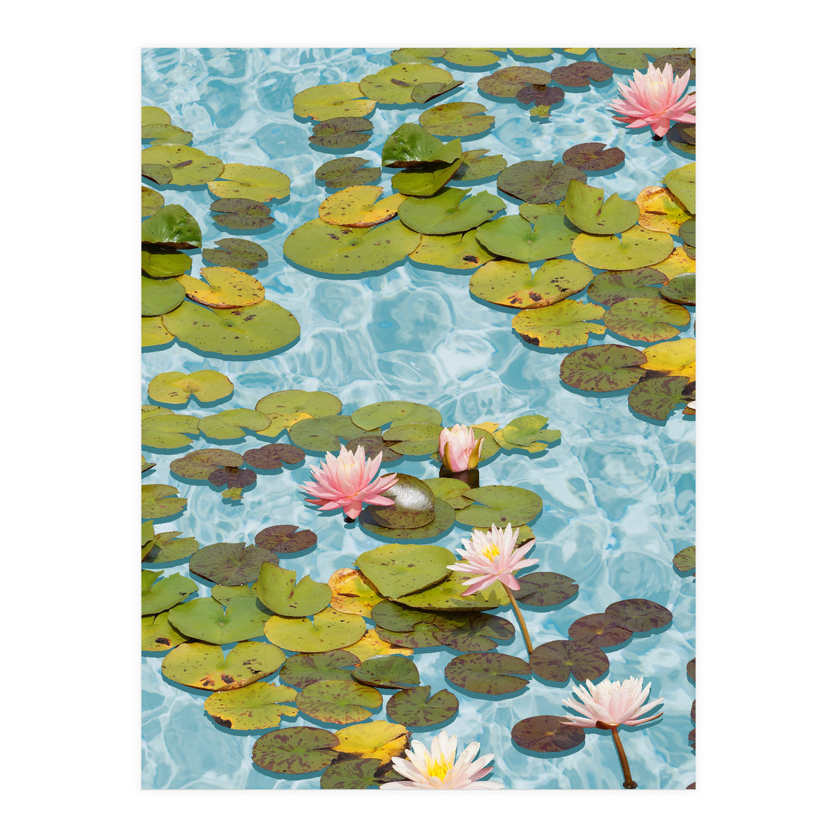 Lotus Formation (Print Only)