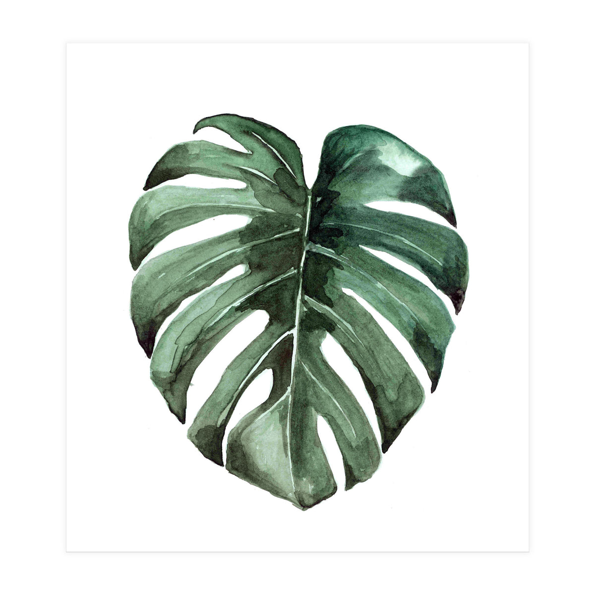 Botanical Illustration Monstera Deliciosa (Print Only)