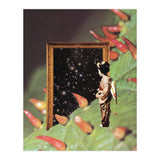 Cosmology (Print Only) thumbnail