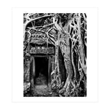 Ta Prohm Temple, Cambodia (Print Only) thumbnail