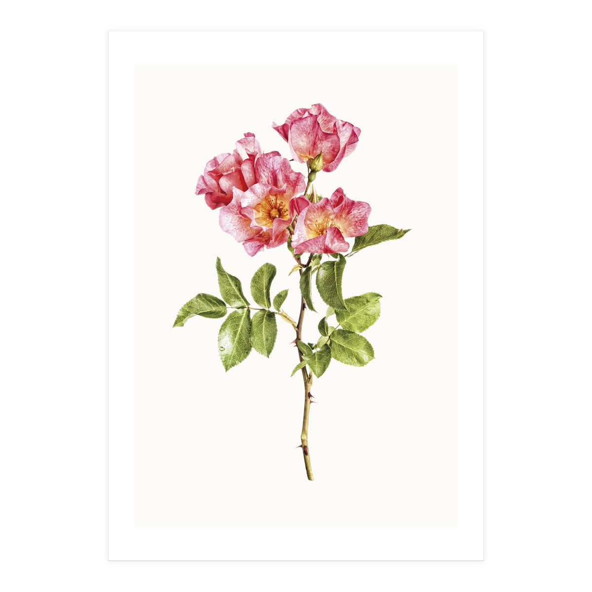 Cc Roses 02 (Print Only)