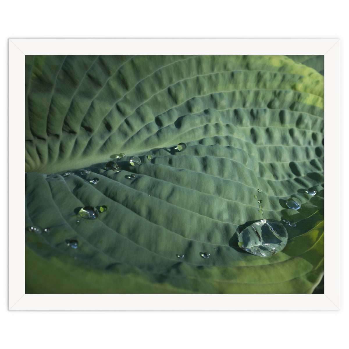 Hosta With Raindrops