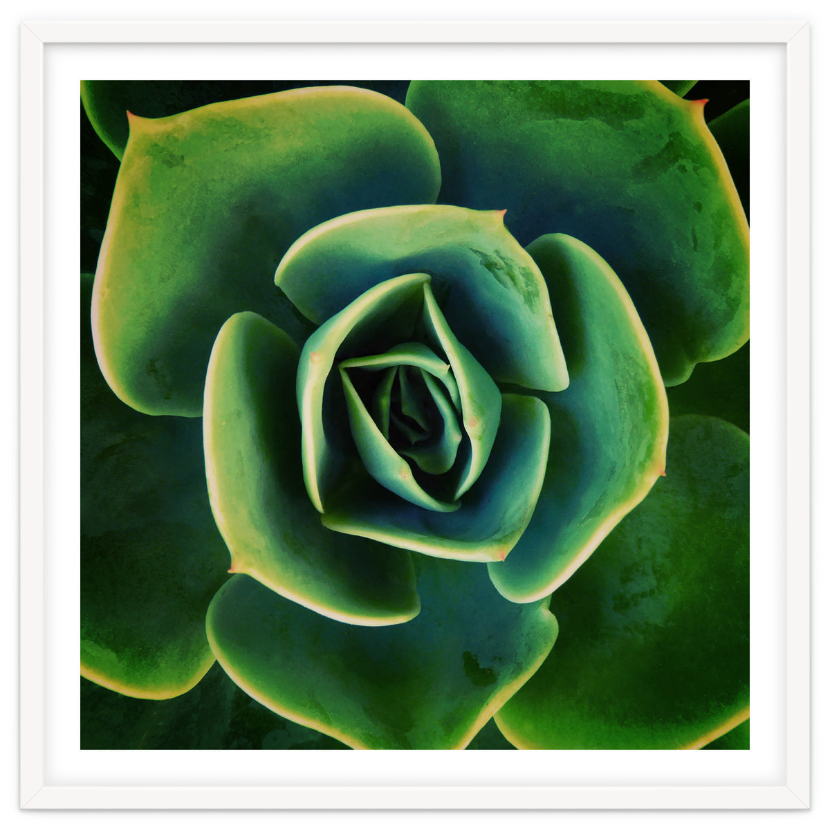 DARKSIDE OF SUCCULENTS XIII