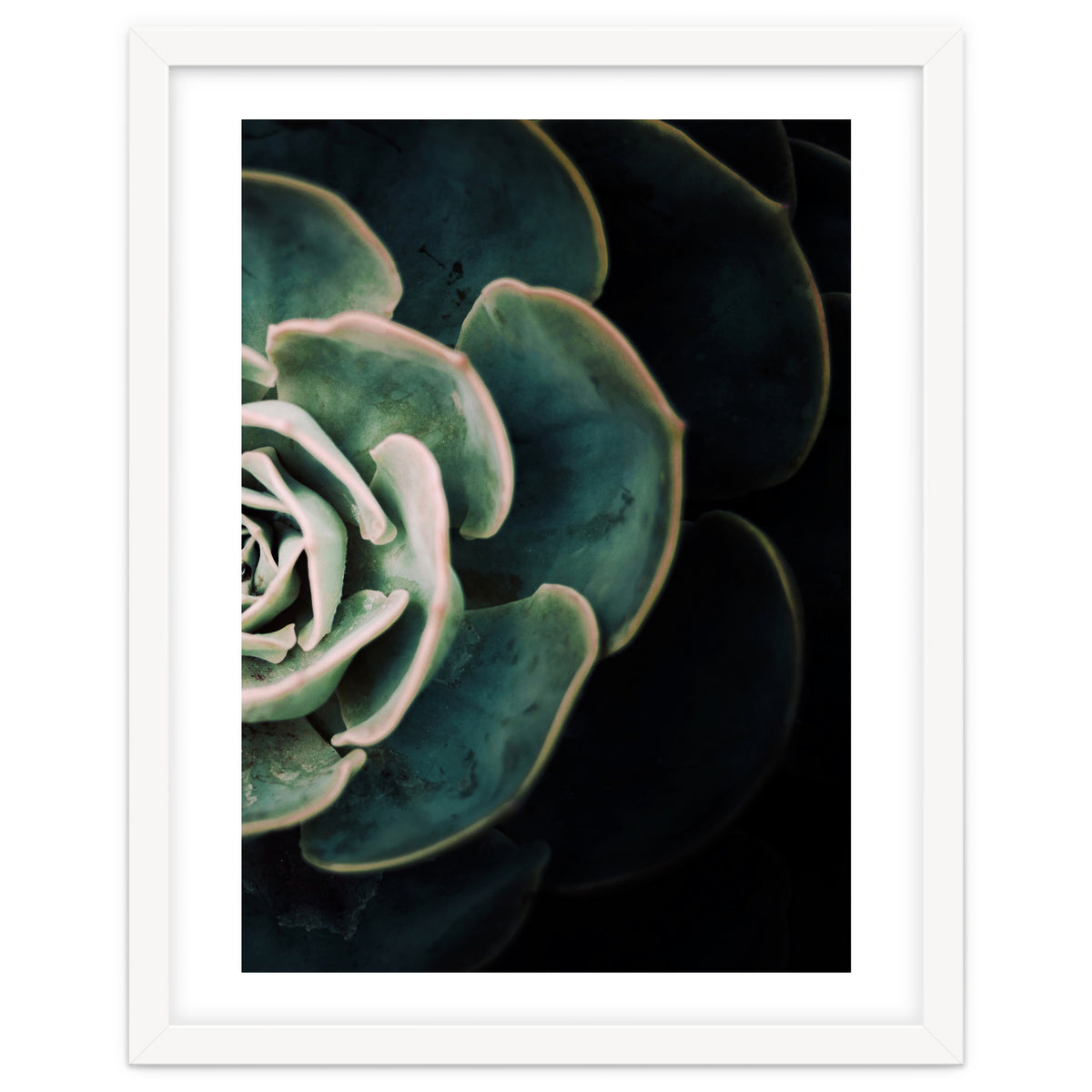 Darkside Of Succulents 4-B