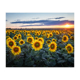 Sunflowersfield (Print Only) thumbnail