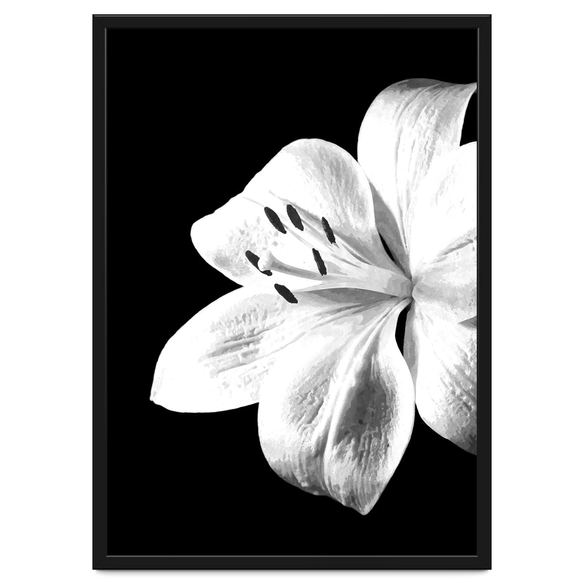 White Lily Black Background