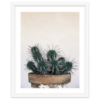 cactus nature XI
