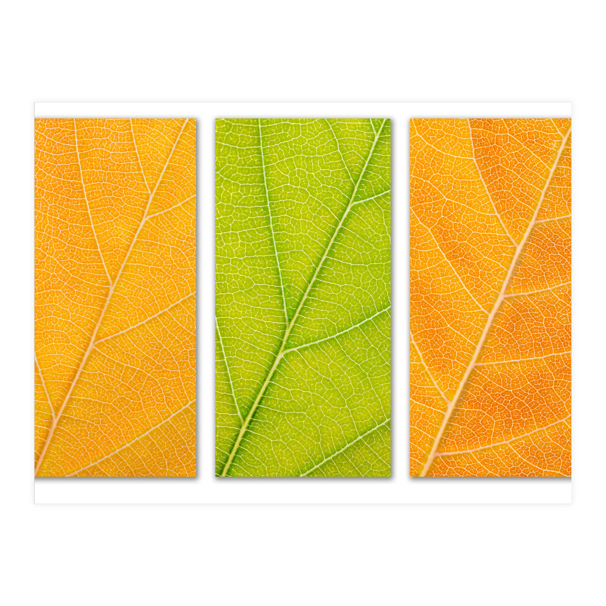 Autumn Leaves (Print Only)