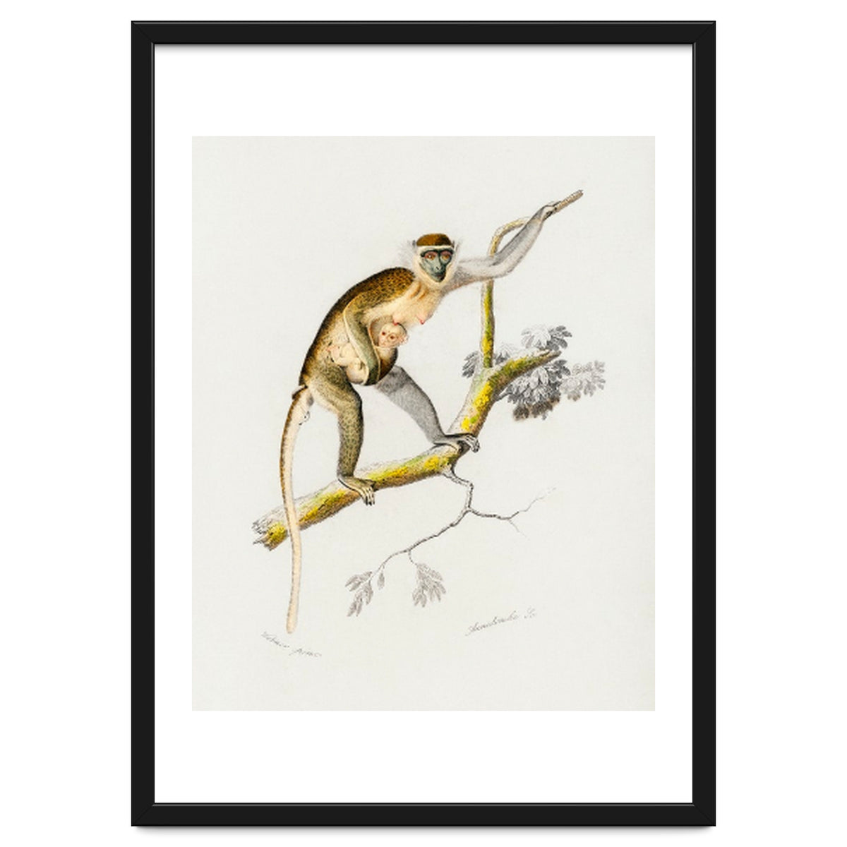 Cercopithecus griseus illustrated