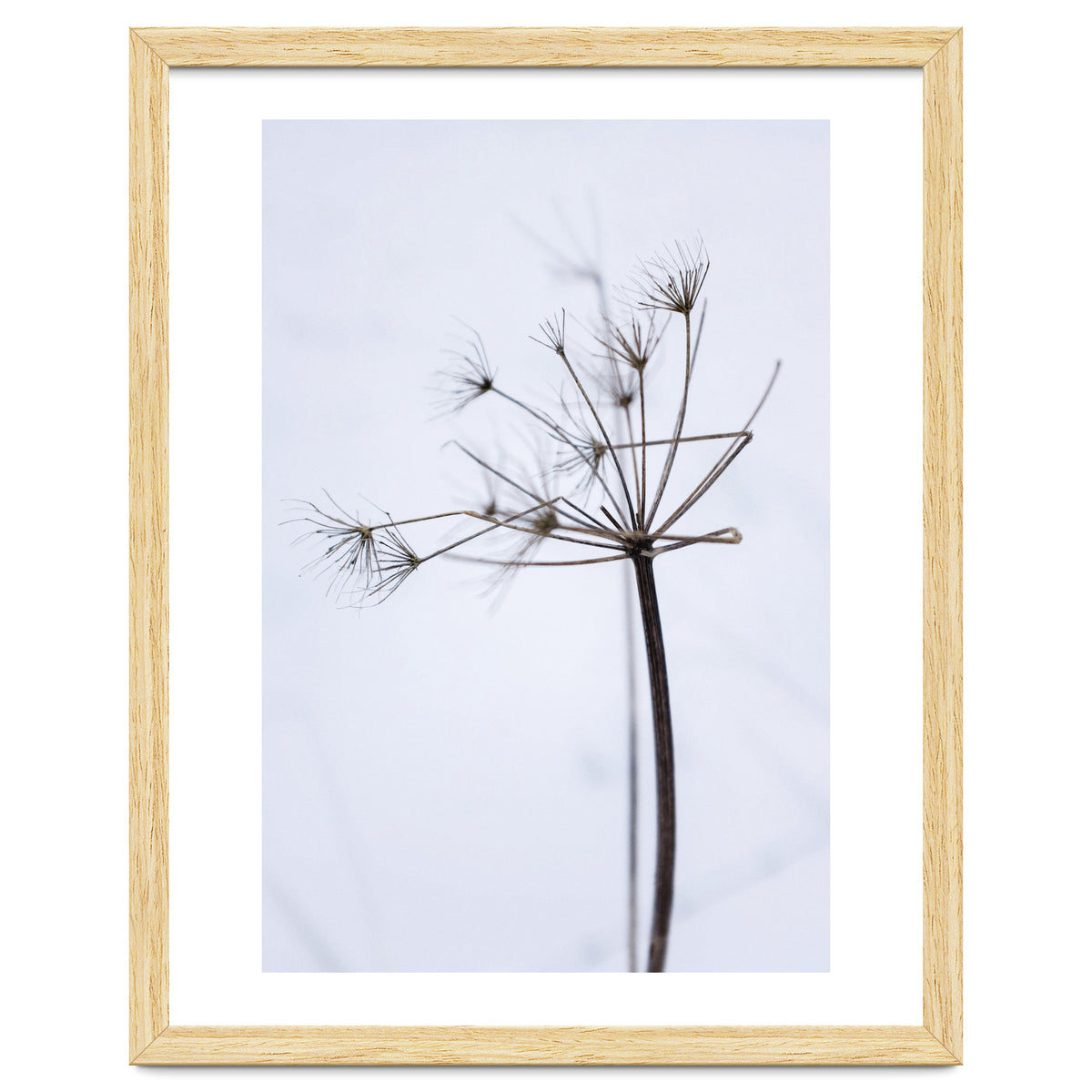 Wildflower in Winter