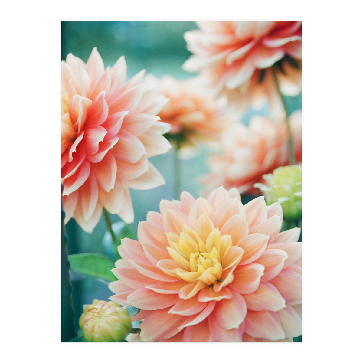 Happy Flowers (Print Only)