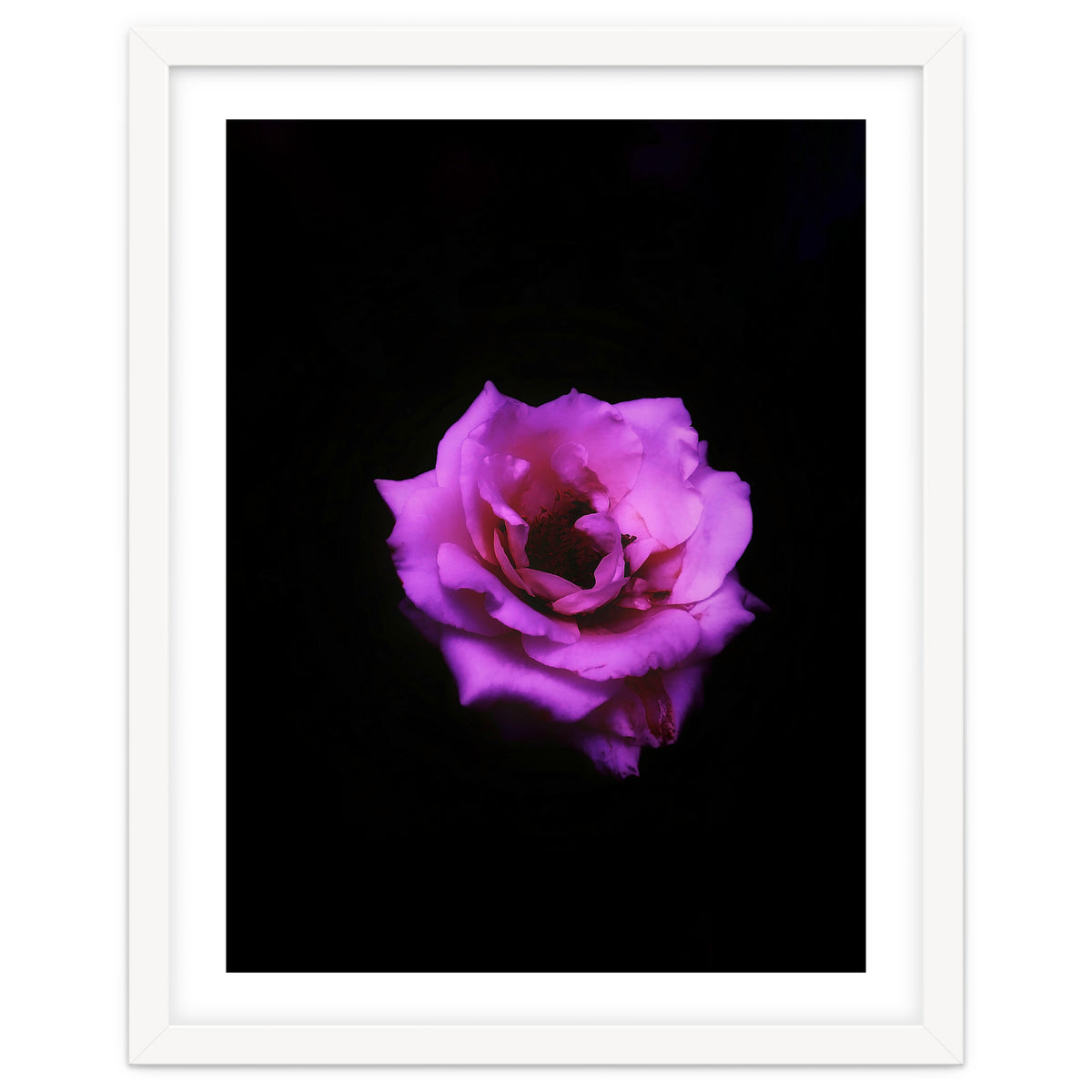 PINK ROSE IN DARK SPACE