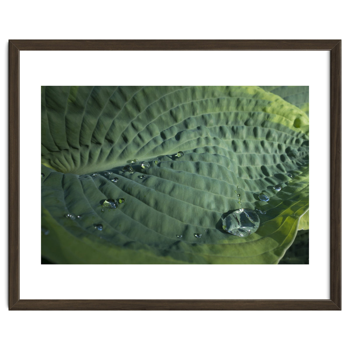 Hosta With Raindrops