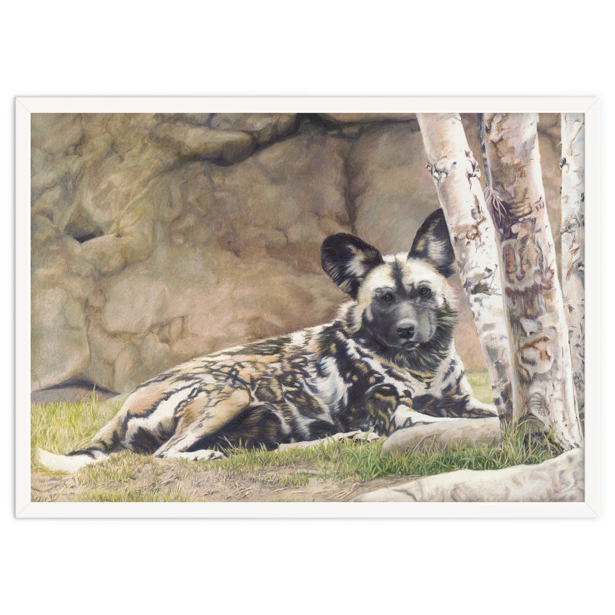 Afican Painted Dog IV - Imara