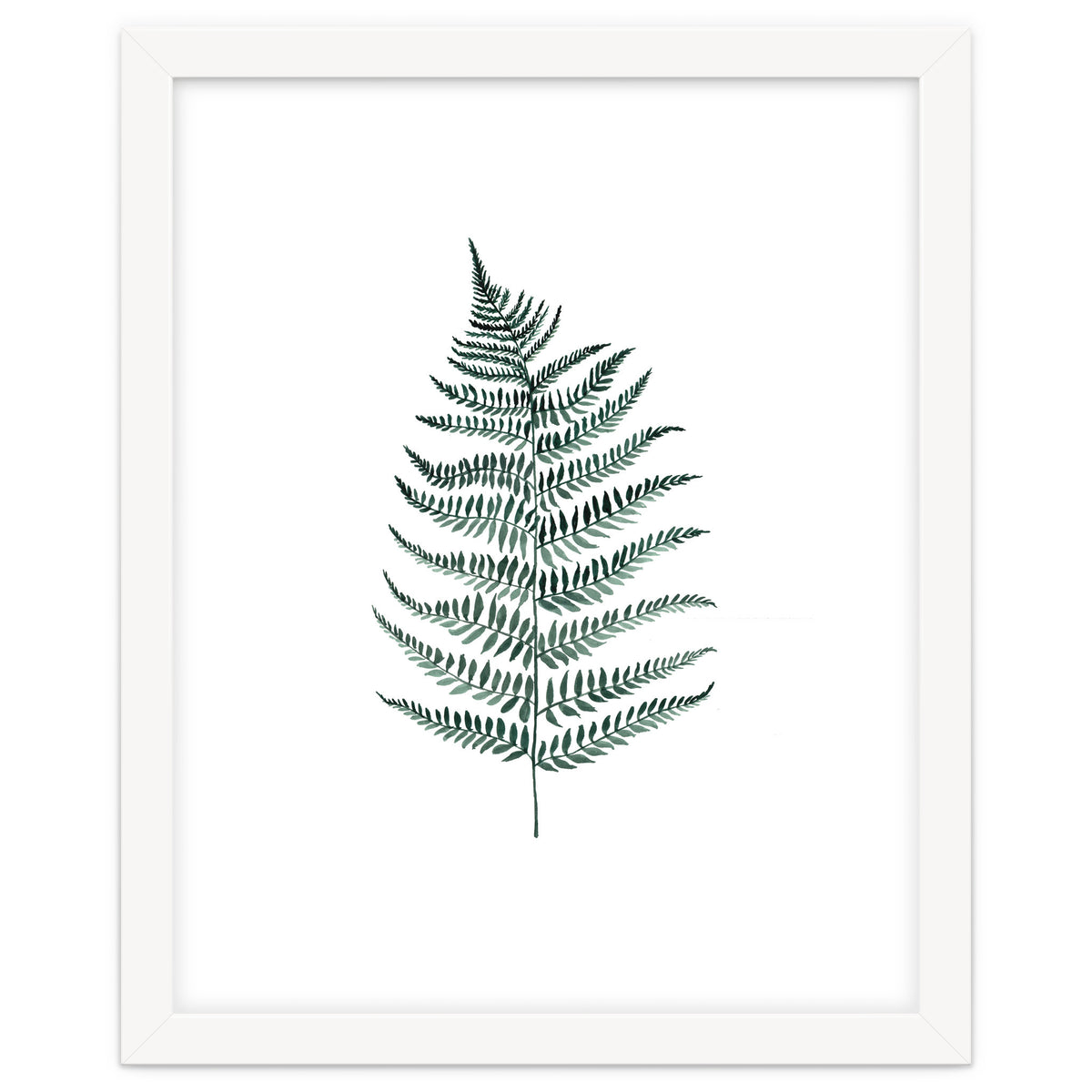 Botanical Illustration Silverfern