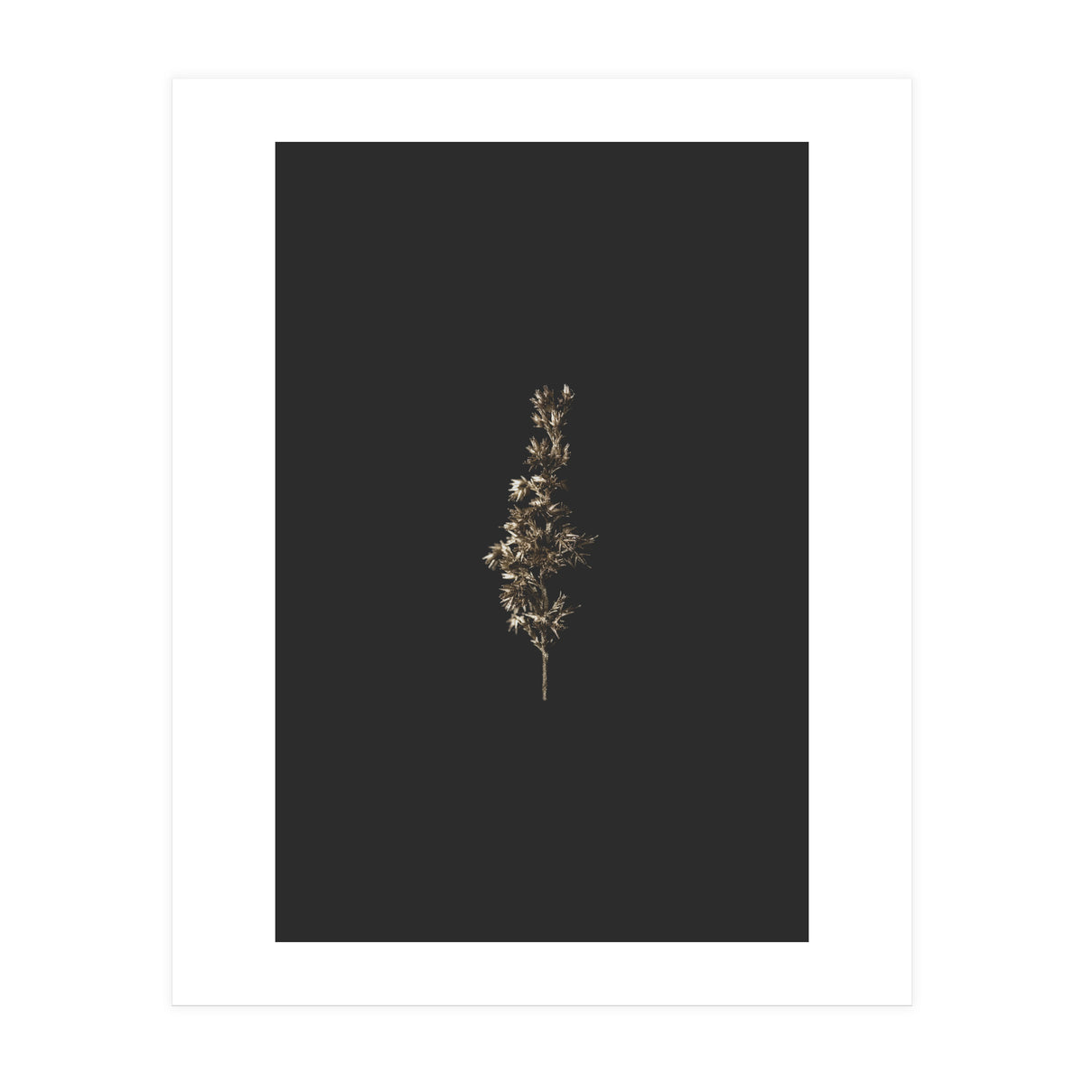 Gold Rush Botanicals (Print Only)