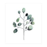 Botanical Illustration Eukalyptus (Print Only) thumbnail