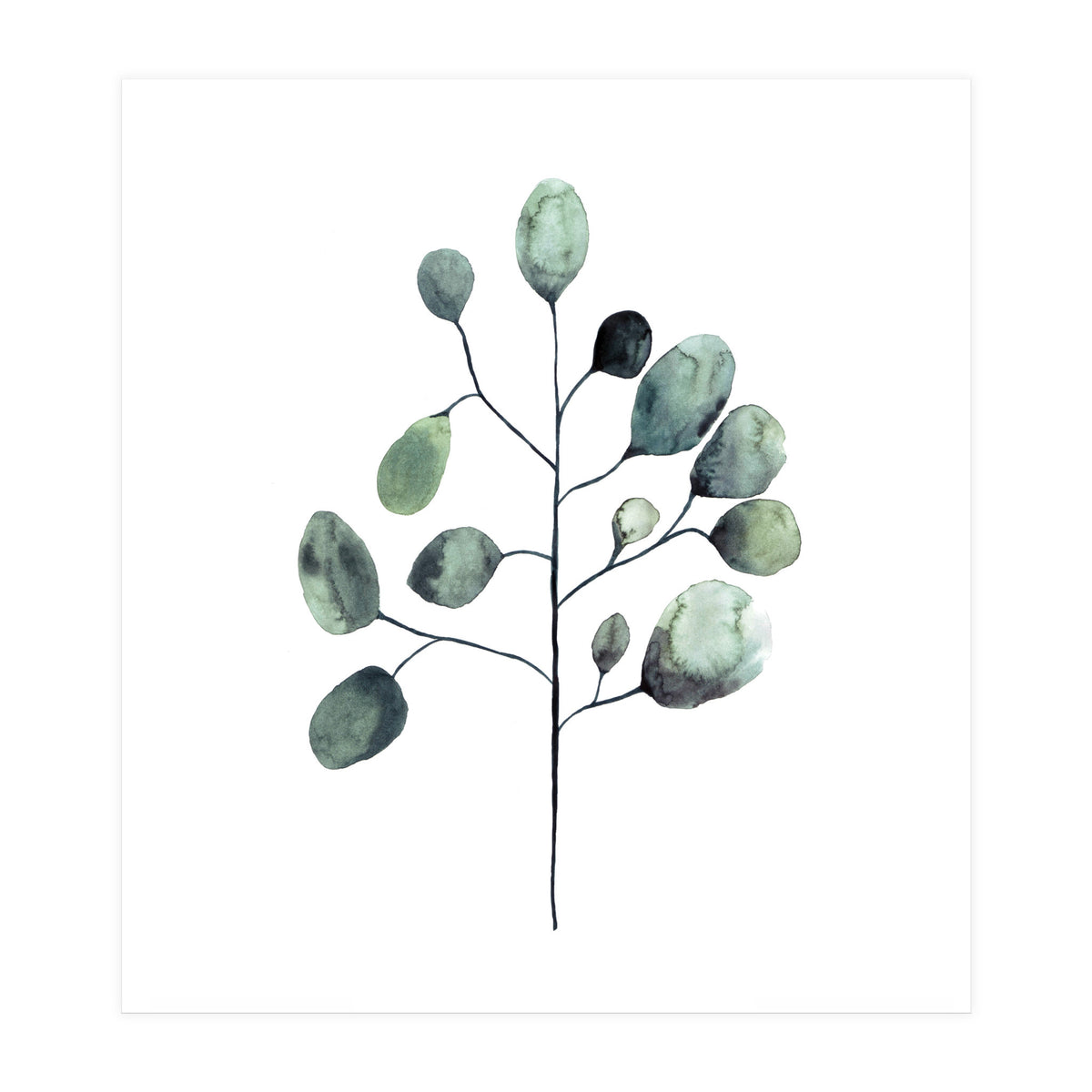Botanical Illustration Eukalyptus (Print Only)