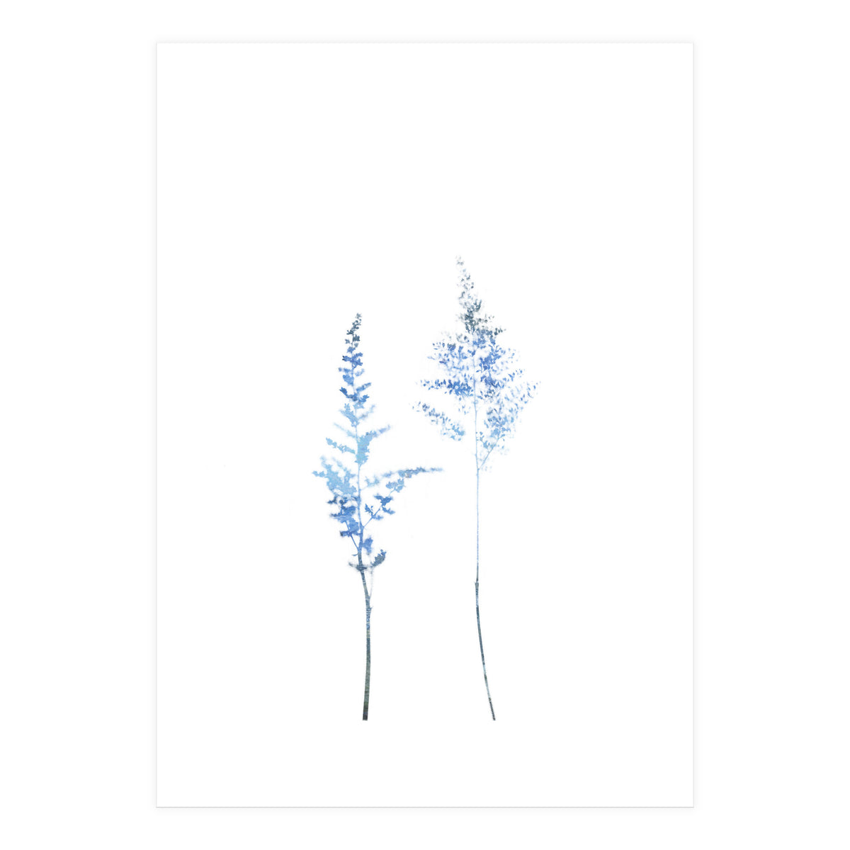 Blue Astilbe (Print Only)