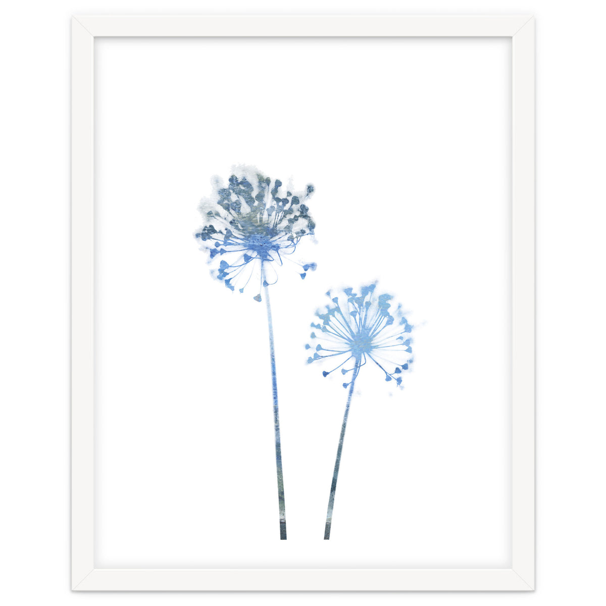 Blue Dandelion