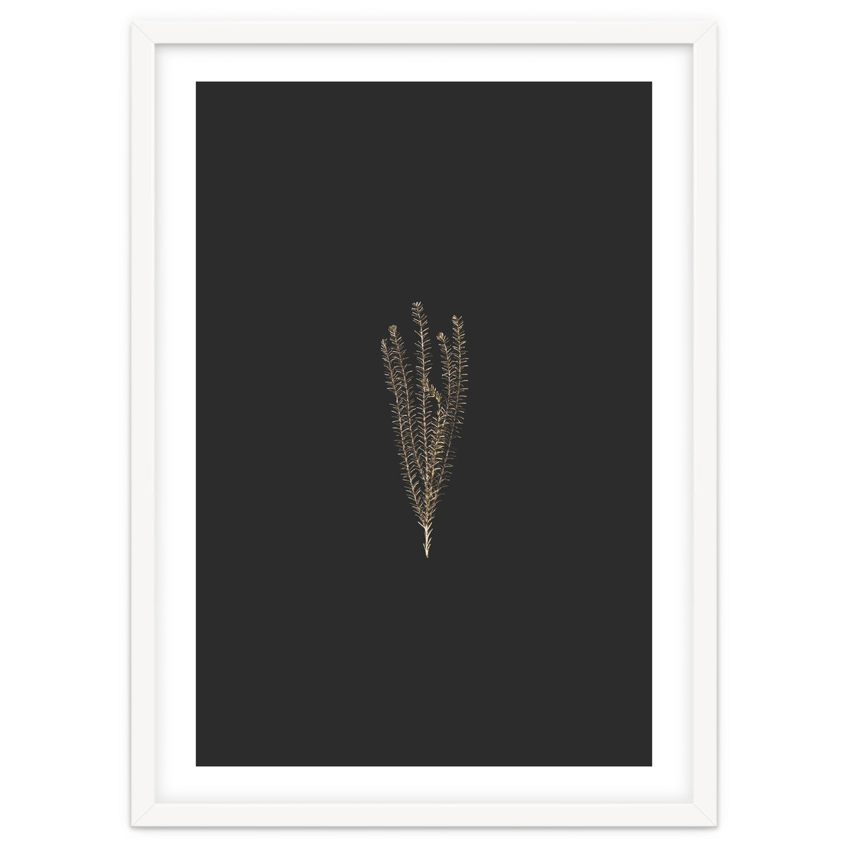 Delicate Fynbos Botanicals in Gold and Black