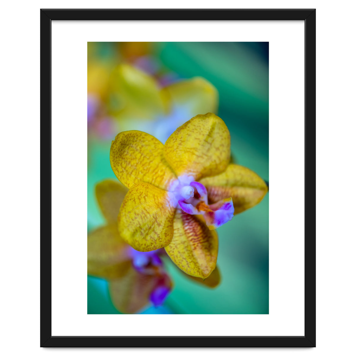 Orchidee Phalleanopsis