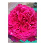 Beautiful Fragrant Rose (Print Only) thumbnail