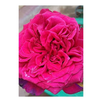 Beautiful Fragrant Rose (Print Only)