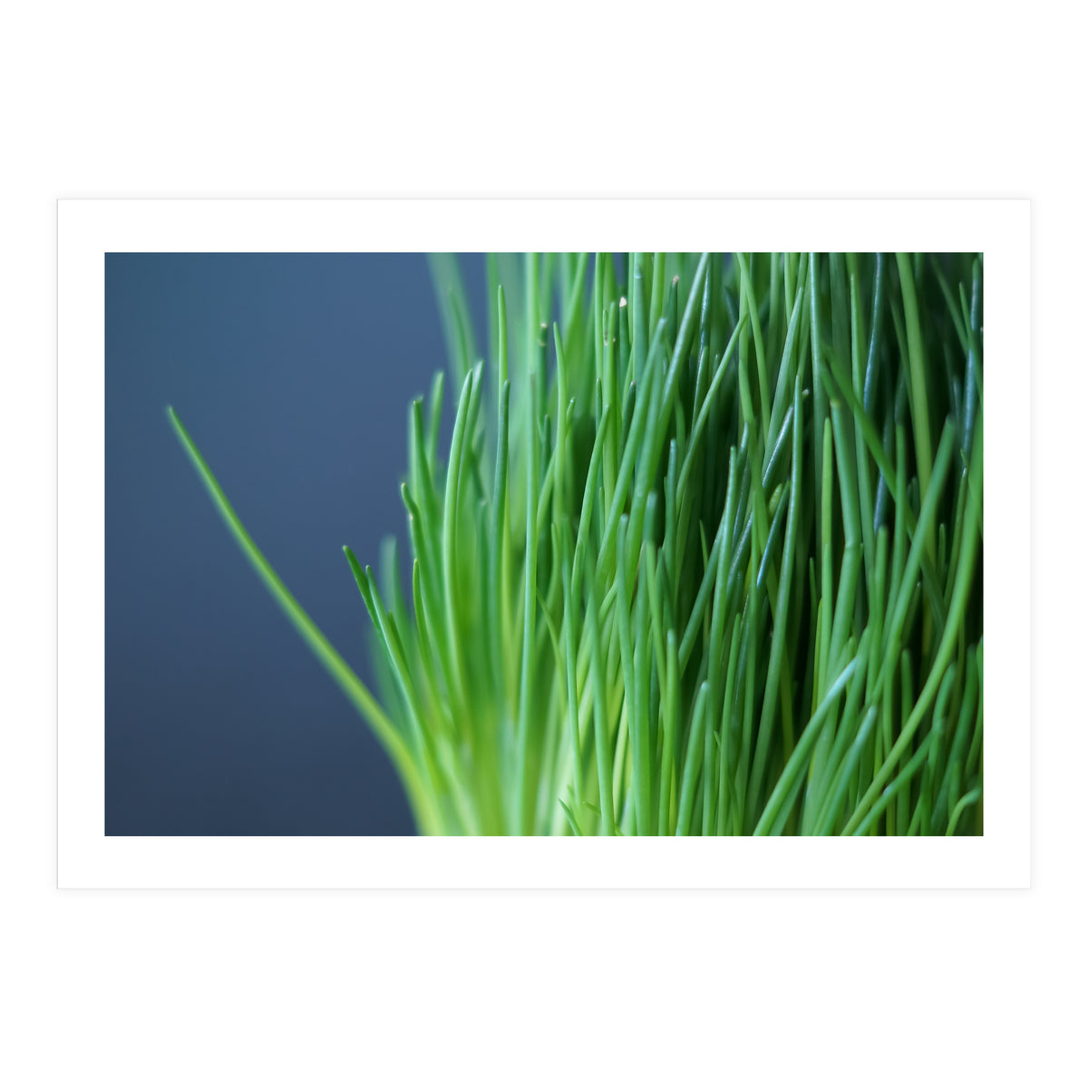 Chives (Print Only)
