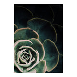 Darkside Of Succulents 4-C (Print Only) thumbnail