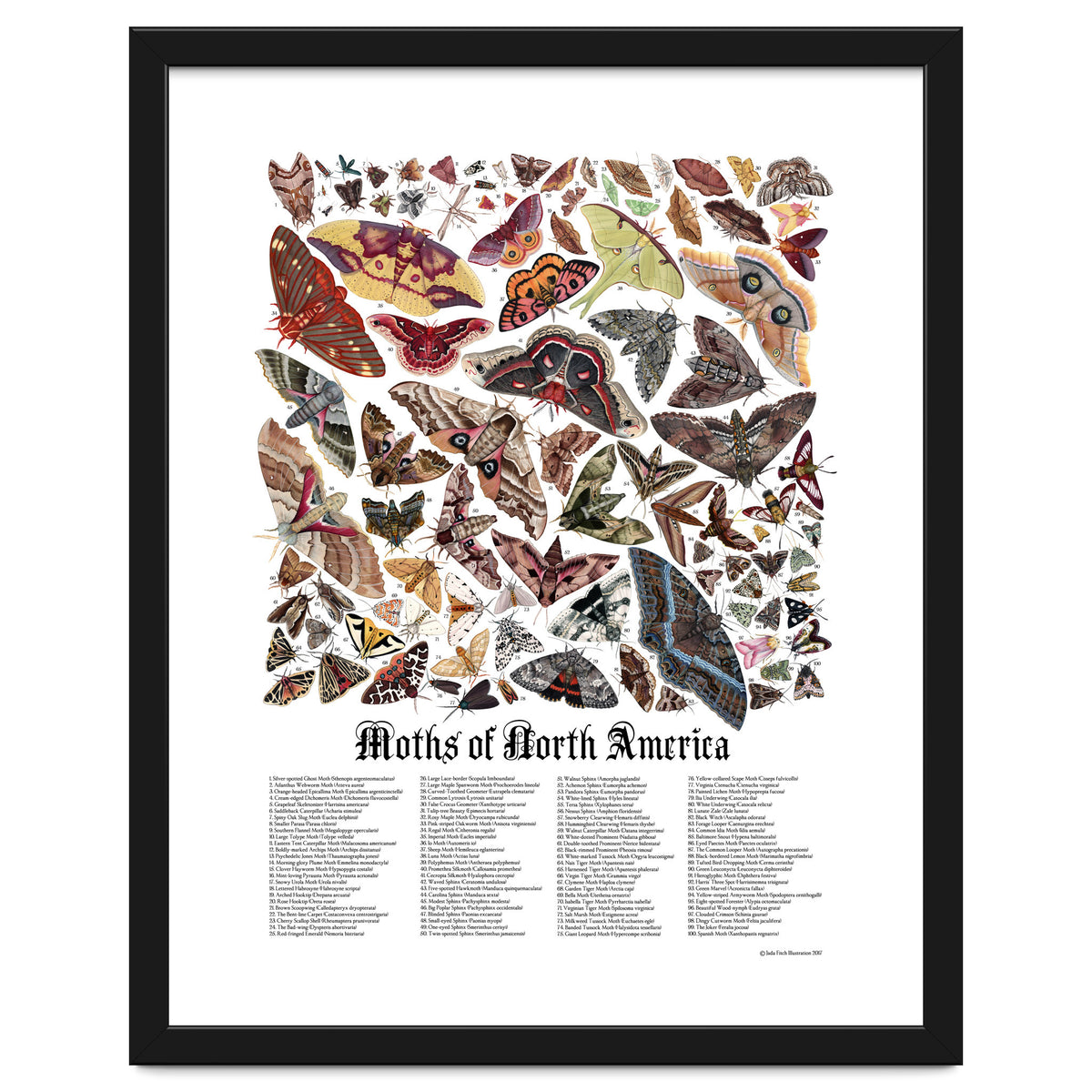 Moths of North America