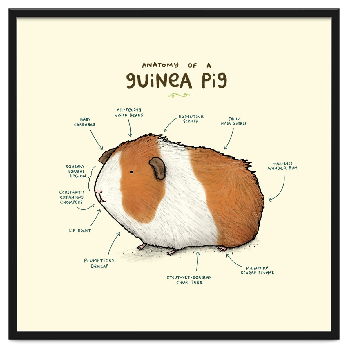Anatomy Of A Guniea Pig