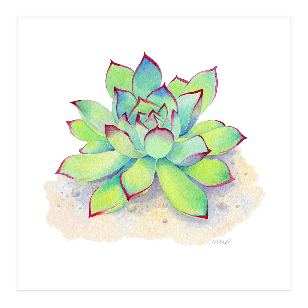 Pink Tip Succulent (Print Only)