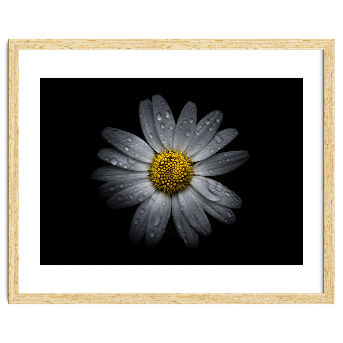 Backyard Flowers No 16 Color Version