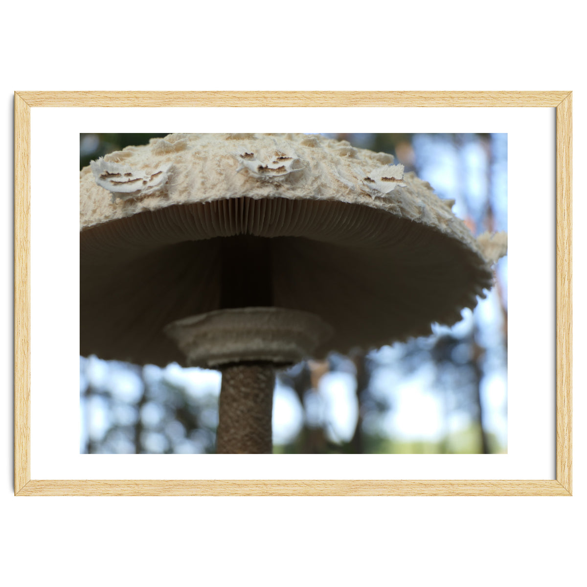 Shelter In The Woods