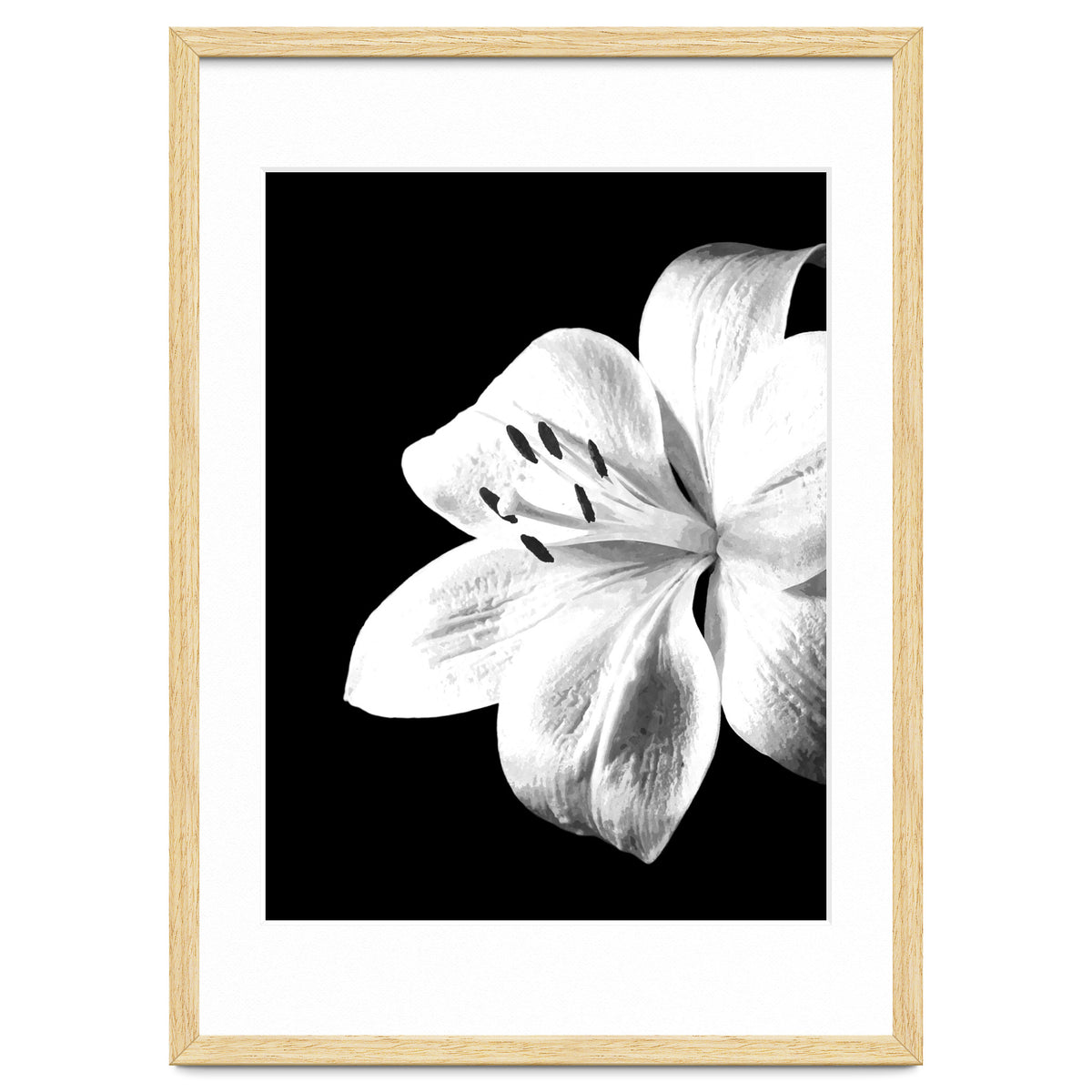 White Lily Black Background