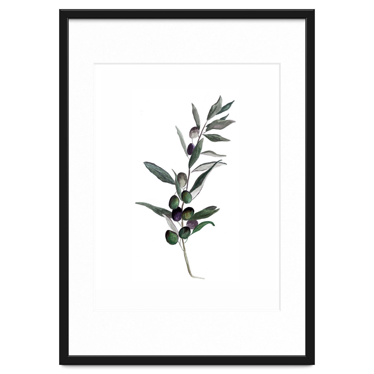 Botanical Illustration Olive