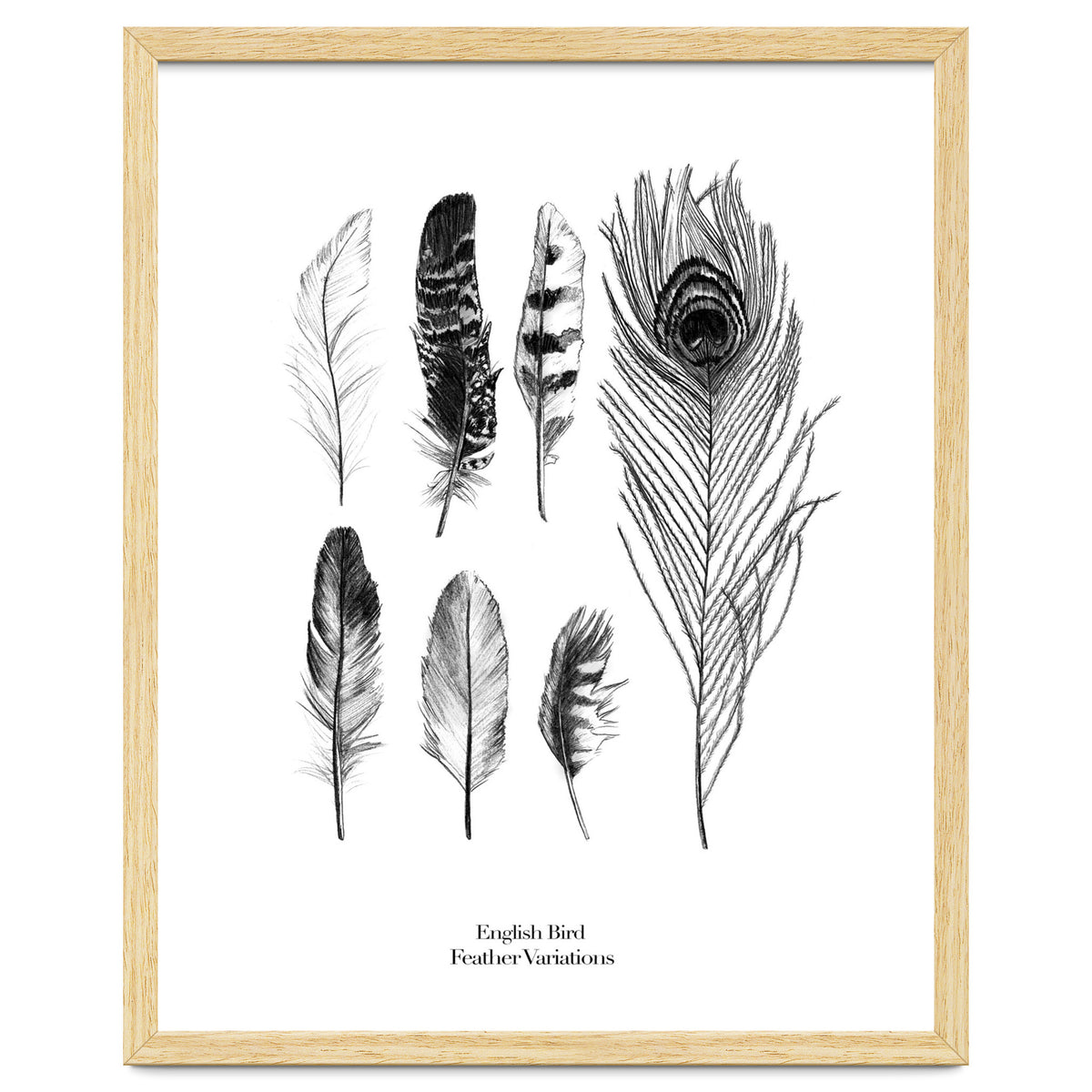 English Feather Variations